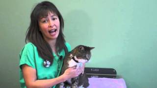 How to use an asthma Inhaler in your cat | Dr Justine Lee