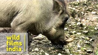 warthog paraziták