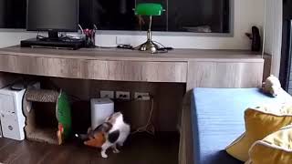 Cat brings her baby doll to the automatic feeder