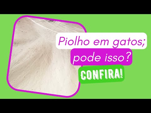 Vídeo: 3 maneiras de se livrar dos piolhos da orelha em gatos