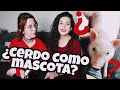 🐽¿Cómo es tener UN CERDO de mascota? *Minipig*🐷 Q & A