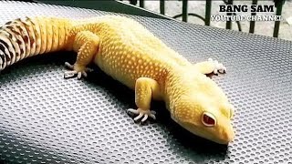 SEDANG TREN USAHA TERNAK TOKEK LEOPARD GECKO #leopardgecko #hewanunik