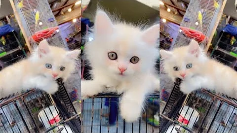 Watch the video about Beautiful cat looking playful Cat video.cat baby.cat lover. cat funny video.cat voice #cat