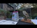 Annual October Owl Festival of Eagle Creek Park 2021 - 3D VR180 (180 Degrees) Video Collage