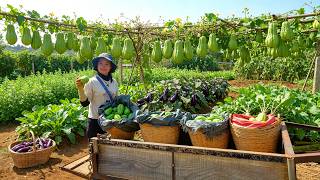 Harvest Chayote To Sell At The Market – Cook Delicious Dishes – Grow Vegetables And Garden Life