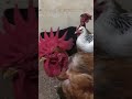 Knock out a la cámara 🐓🐔🤣🤣🤣 #hen #ayam #birds #gallinas #chicken