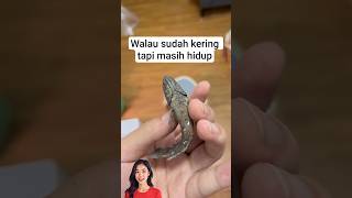 Ajaib Ikan Channa Sudah Kering Tapi Masih Hidup