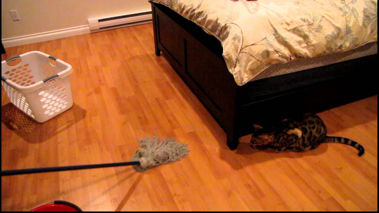 Cat Rumble Bengal Cat Rumble vs Mop Linus Cat Tips - YouTube