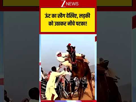 Viral Video: ऊंट का स्वैग देखिए, लड़की को उठाकर नीचे पटका! Viral Shorts| zee news