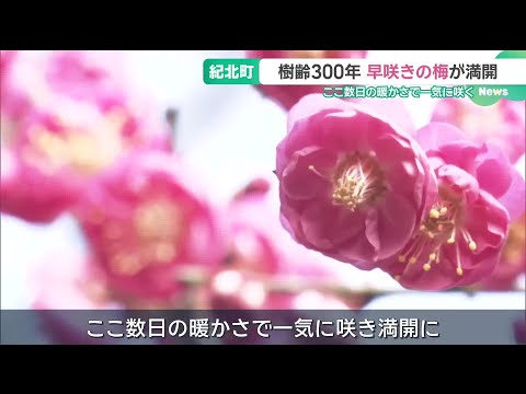 樹齢300年「早咲きの梅」が満開 ここ数日の暖かさで一気に咲く 三重