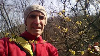 Dren Prvi Cvetovi (Darovi Prirode) - Cornelian Cherry The First Flowers (Nature's Gifts)