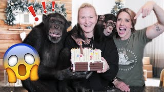 CHRISTMAS COOKING WITH CHIMPANZEES!