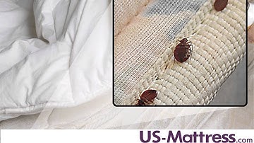 Bed Bug Protection