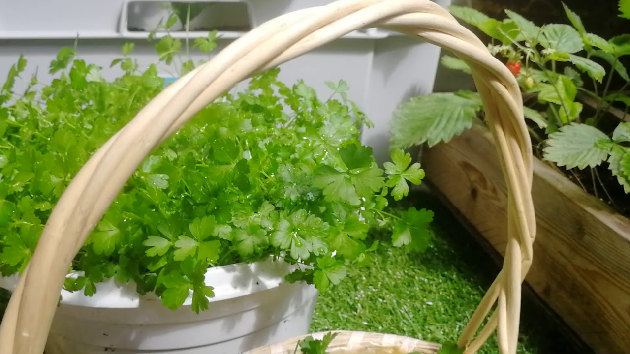 Planting Parsley & How I Use Parsley For Hair Growth YouTube