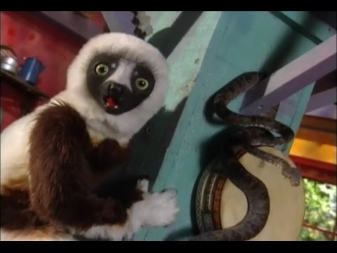 Zoboomafoo Cap. 