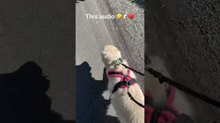 It’s so viral 🤣🐶❤️ #dogs #dogshorts #dogsofyoutube #cutedogs #dogowner #funnydogs #pets #fyp