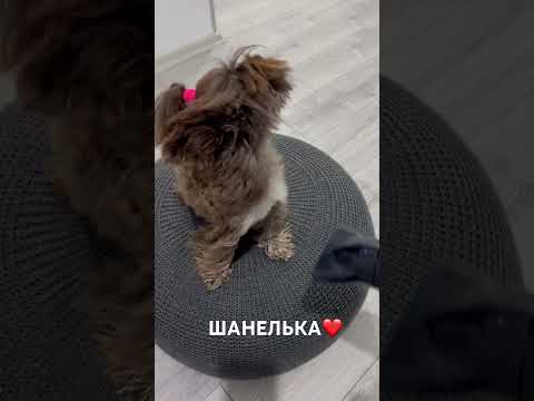 ШОКОЛАДНЫЙ ЙОРК ЖИВЁТ В ТУРЦИИ #türkiye #турция #shorts #йорк #köpek #smalldog