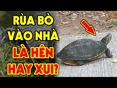 Video: Mang về nhà Rùa báo con của bạn