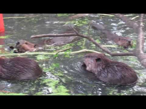 Turn It Up: Hear How Beaver Family Communicates With Grunts and Whines