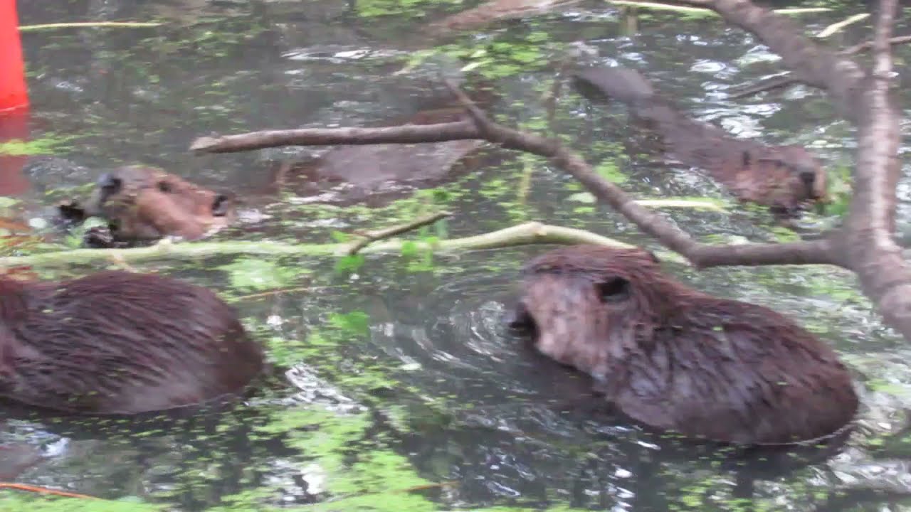 Turn It Up: Hear How Beaver Family Communicates With Grunts and Whines