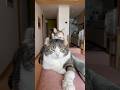 Why do cats react completely differently to birds?🤔 #catlogic #birdwatching #cat