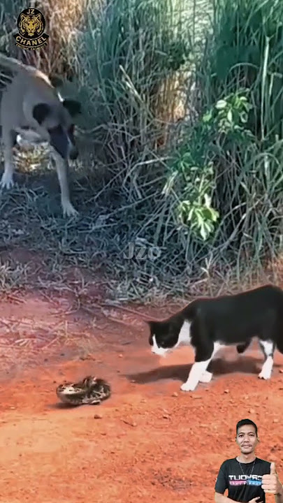 Anjing menggonggong kabur melihat kucing marah #animals  #shorts #wildlife #dog