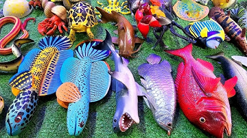 Cá cảnh đầy màu sắc, cá vàng, cá lóc, cá ba đuôi, cá trê, cá mô hình