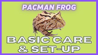 Ugr - Pacman Frog Care Video