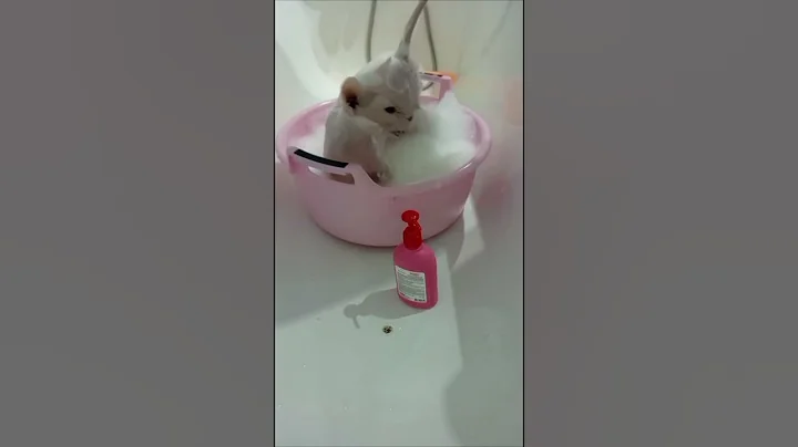 Video 10809131: sphynx cat cutecat kitten, sphynx kitten bathing, sphynx kitten cute cat, sphynx cat funny kitten, sphynx cat fun, sphynx cat enjoying, sphynx funny cat animals, adorable sphynx cat, sphynx breed, fun cat entertainment