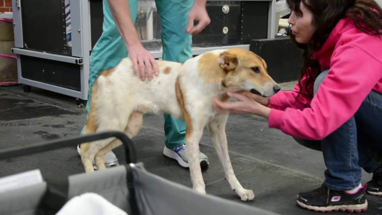 cornell university college of veterinary medicine ranking Parsa Learns to Walk Again