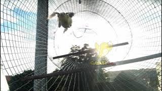 Starter : Pancingan Agar Sirtu Cipoh Tarung Ngotot, Naik Birahi, Ngetir Gacor Mental Baja