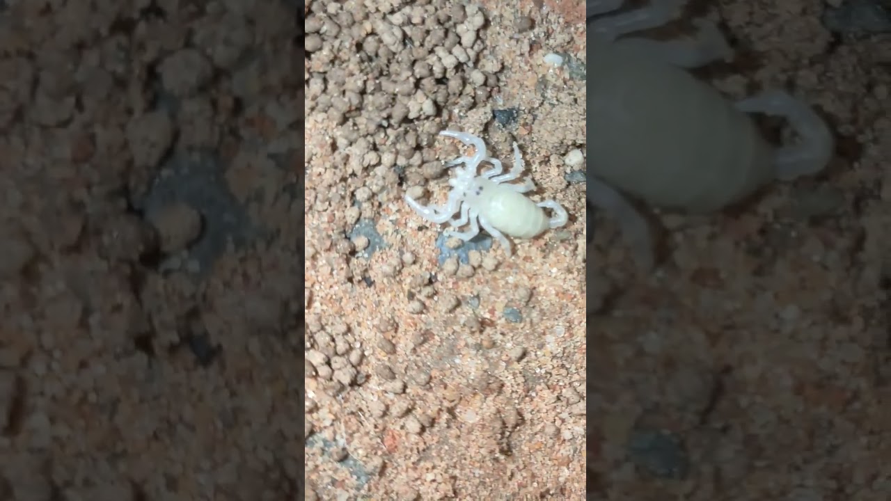 Baby Scorpion 🍼 Lost His Mummy 