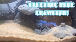 ADDING AN ELECTRIC BLUE CRAWFISH TO MY TANK!