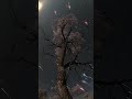 Tree Timelapse - 2011