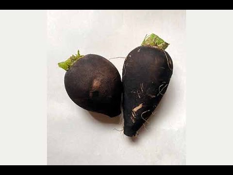 Video: Rábano Negro (32 Fotos): ¿cuándo Plantar Y Cómo Cultivar? ¿En Qué Se Diferencia Del Rábano Verde? Rábano 