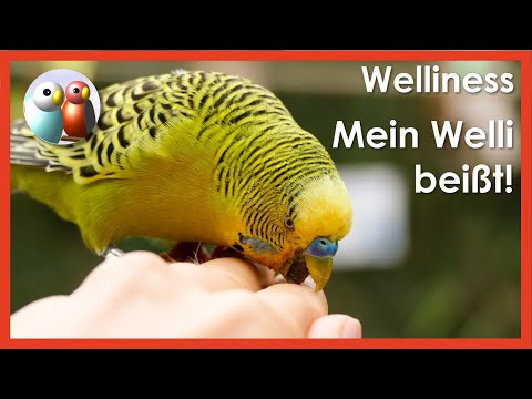 Video: Warum beißt mein Vogel mich?