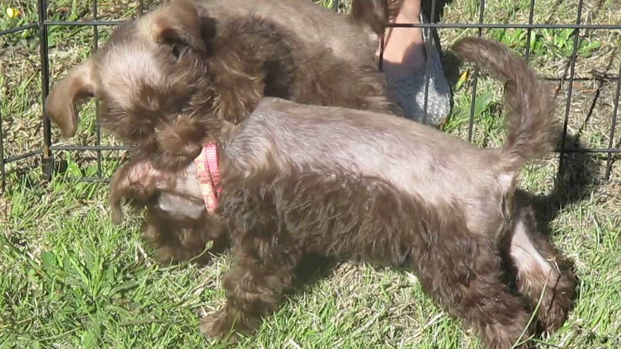 chocolate miniature schnauzer chocolate miniature schnauzer