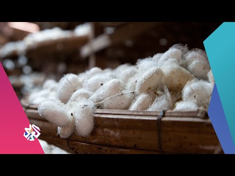 مدينة الحرير مشروع يدفع مصر للمنافسة في الأسواق العالمية شبابيك