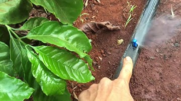 Kinh nghiệm sử dụng béc tưới tận gốc