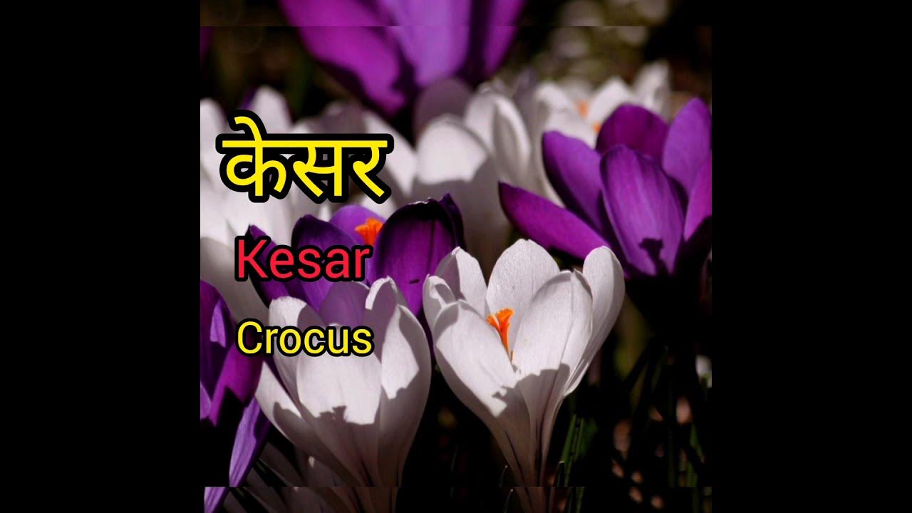 Crocus meaning in hindi with picture.Crocus matlab kya hai.Kesar matlab