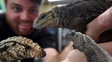 TEGU Feeding + HUGE Iguana Update!  Baby Iguanas HATCHED!