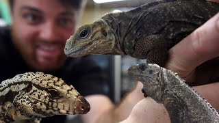 TEGU Feeding + HUGE Iguana Update!  Baby Iguanas HATCHED!