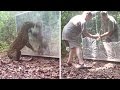 Two Silverback Gorillas Fight in the Jungle - Animals Reactions in Huge Mirrors dirtied by a Leopard