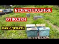 Как сделать отводок без матки  Безрасплодные отводки