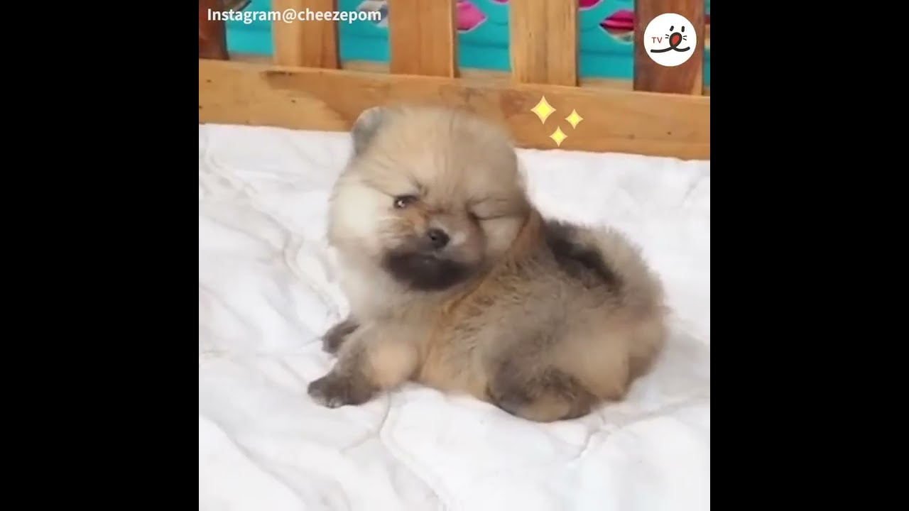 ポメころび•*¨*•.¸♬︎です コロコロとしたポメラニアンが転がって激かわ😍💓【PECO TV
