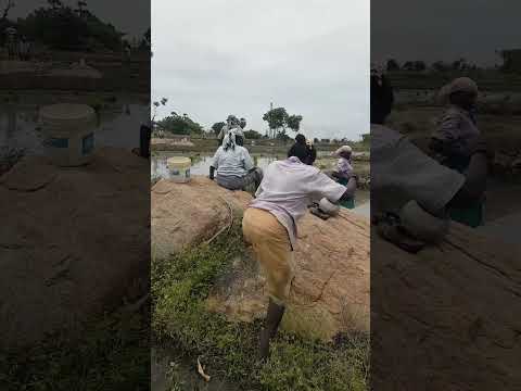 naatru nadavu pathuirukingala?? vivasayam boss vivasayam @yasoselvaofficial #agriculture
