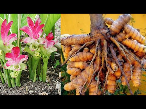 Como Plantar Açafrão da Terra (Curcuma longa) na Horta