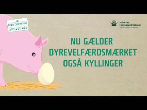 Video: Opdræt kyllinger og svin til kød og selvforsyning