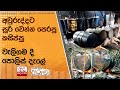 අවුරුද්දට|sin