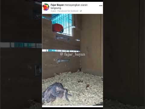 Panen baby Eclectus Vosmaeri. #paruhbengkok #burungbicara #eclectus #nuribayan #kakatua #loriuslory